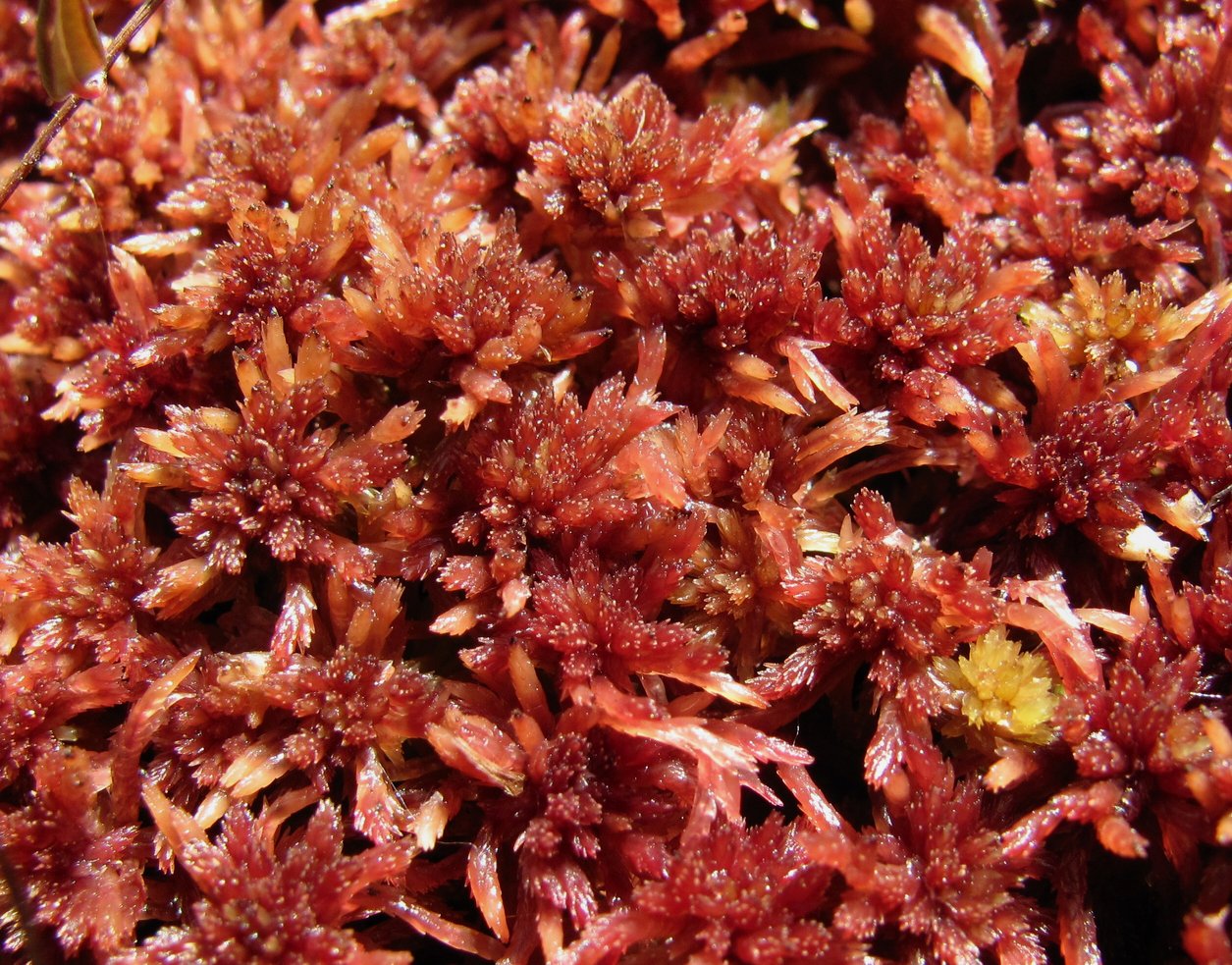 Image of genus Sphagnum specimen.