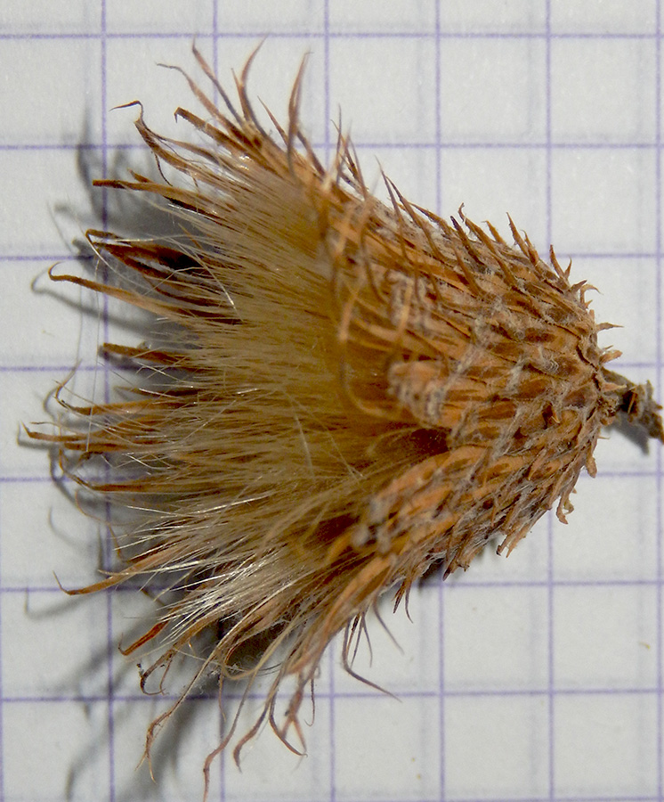 Image of Cirsium euxinum specimen.