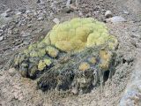 Thylacospermum caespitosum. Растение на камне. Казахстан, Заилийский Алатау Большое Алмаатинское ущелье, более 3000 м н.у.м. Июнь 2009 г.