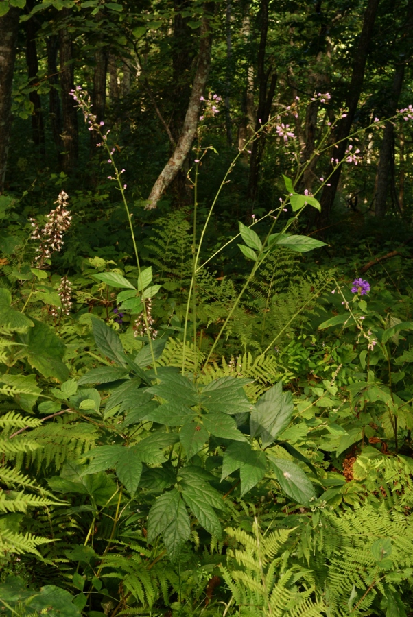 Изображение особи Podocarpium oldhami.