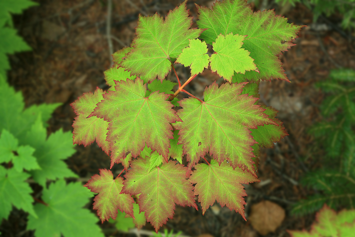 Image of Acer ukurunduense specimen.