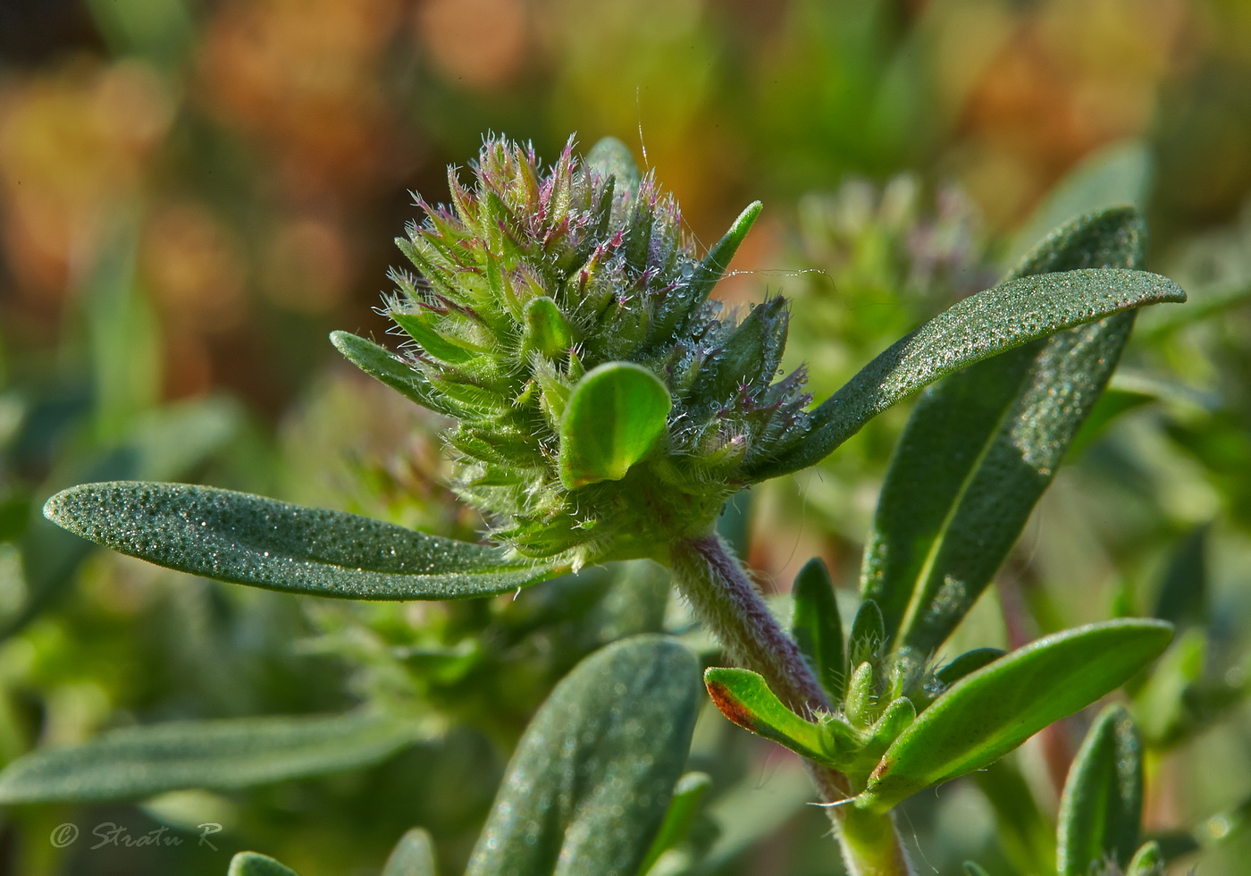 Image of Thymus &times; littoralis specimen.