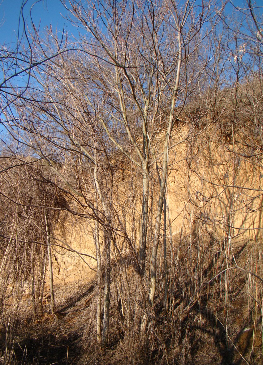 Image of Ailanthus altissima specimen.