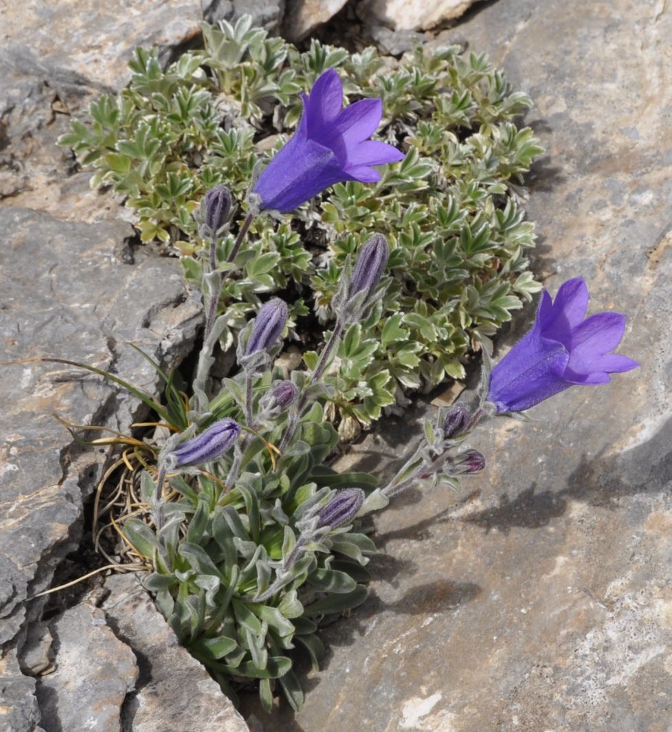 Image of Campanula oreadum specimen.