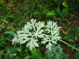 Artemisia absinthium. Лист. Ульяновская обл., Инзенский р-н, окр. с. Валгуссы, берёзово-дубовое редколесье по верху мергелисто-мелового склона. 5 августа 2016 г.