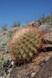 Ferocactus cylindraceus. Растение в трещине скалы. США, Калифорния, Joshua Tree National Park, пустыня Колорадо. 01.03.2017.