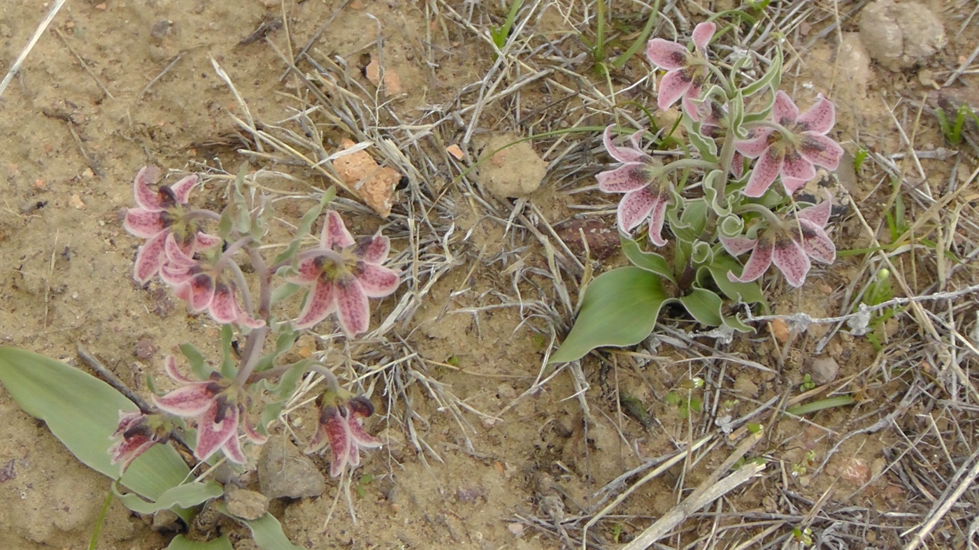 Image of Rhinopetalum karelinii specimen.