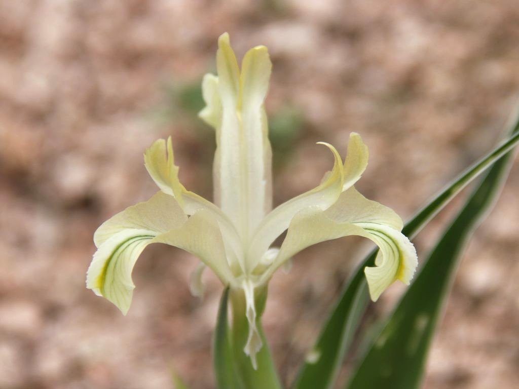 Image of Juno pseudocapnoides specimen.