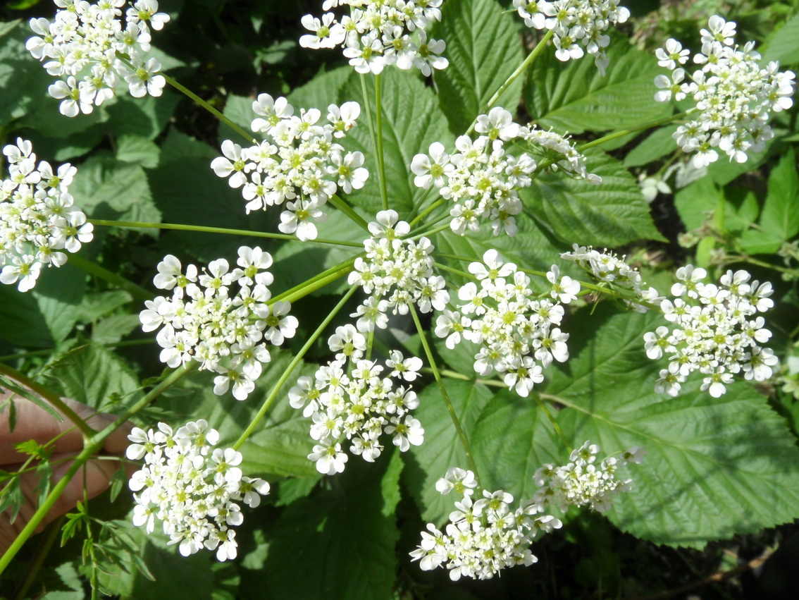 Изображение особи род Chaerophyllum.