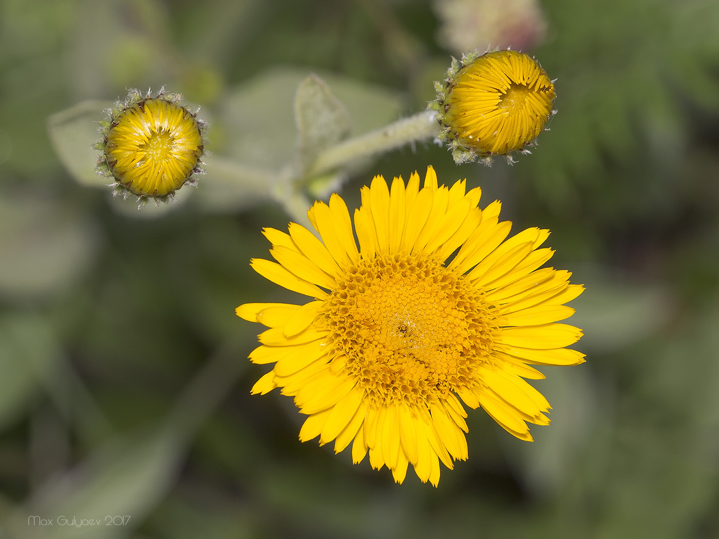 Изображение особи Inula oculus-christi.