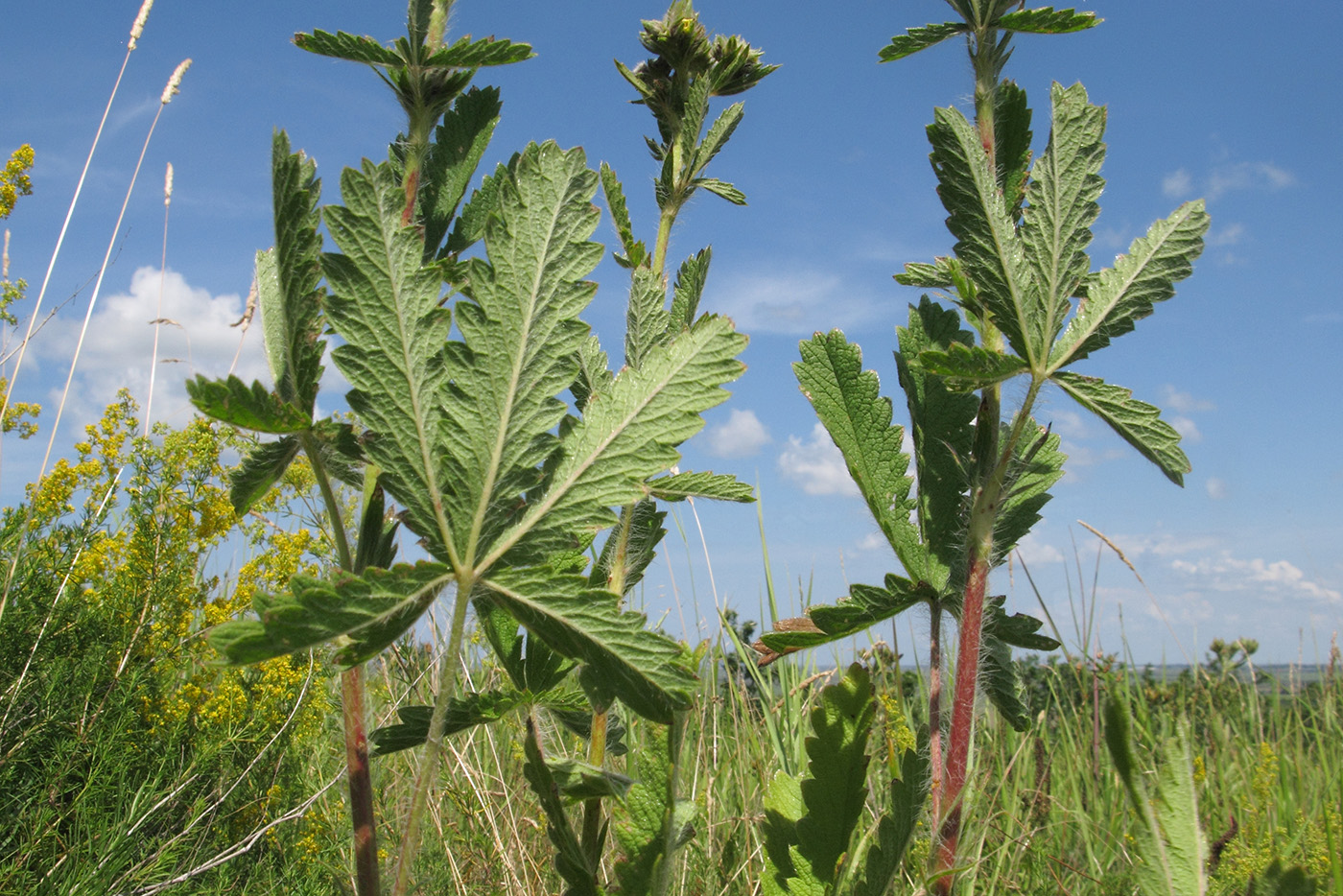 Image of genus Potentilla specimen.