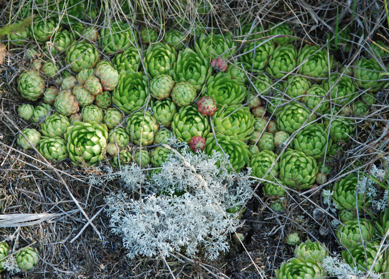 Изображение особи Jovibarba globifera.