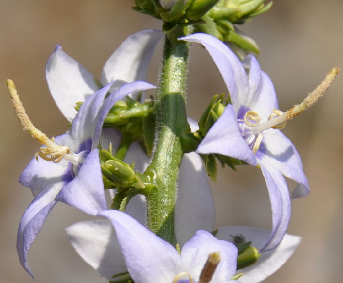 Image of Campanula versicolor var. tomentella specimen.