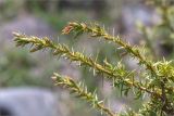 Juniperus oblonga