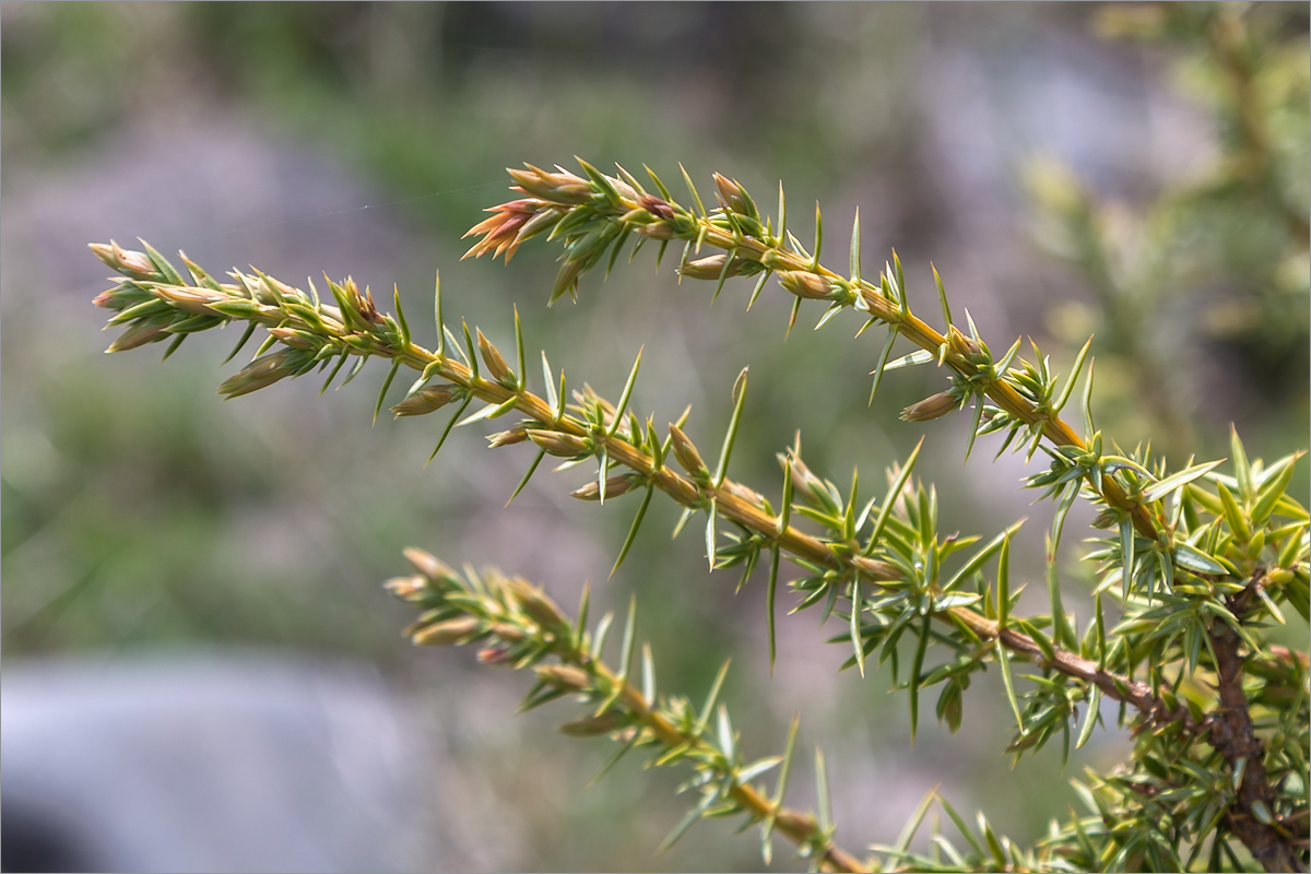 Image of Juniperus oblonga specimen.