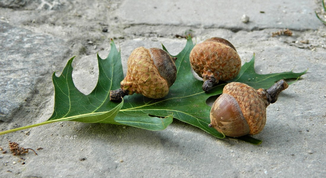 Изображение особи Quercus rubra.