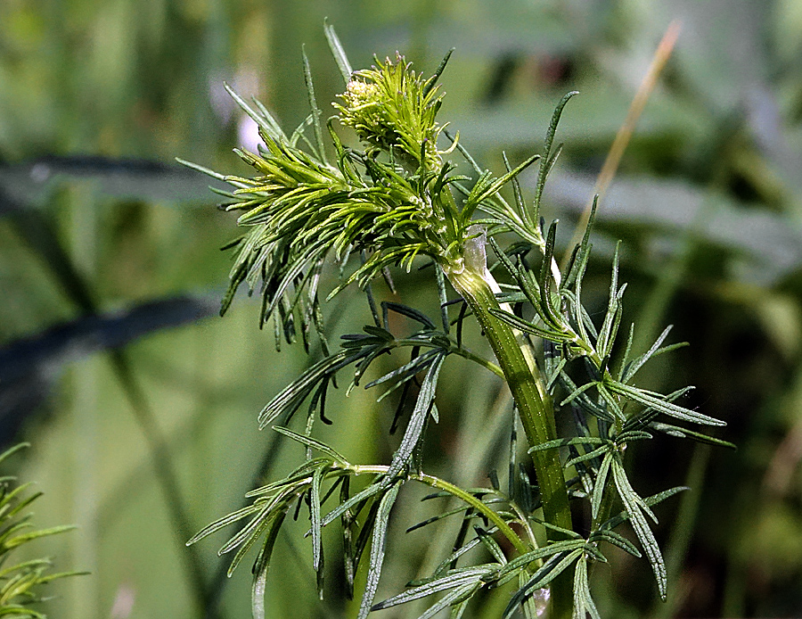 Изображение особи Thalictrum lucidum.