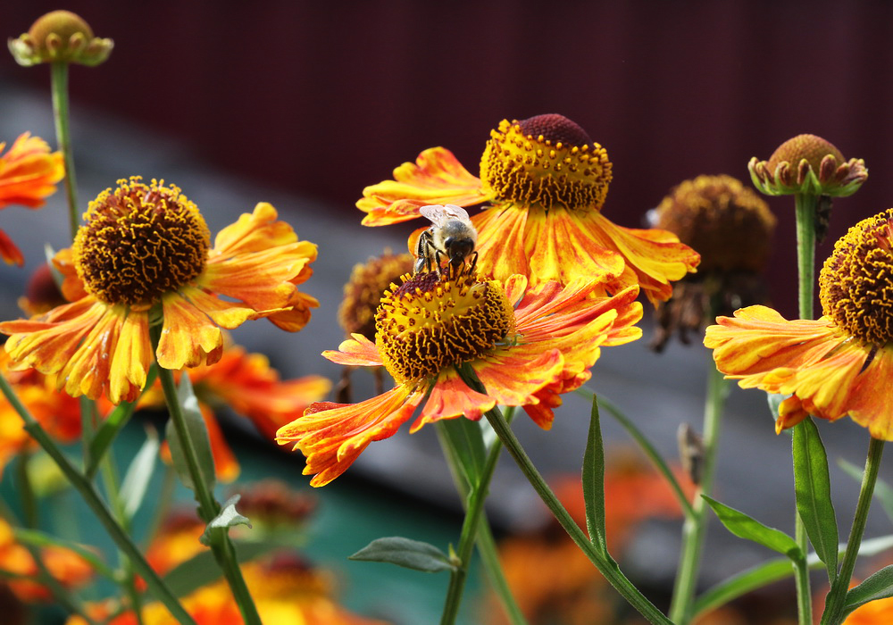 Изображение особи Helenium autumnale.