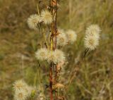 Hieracium umbellatum