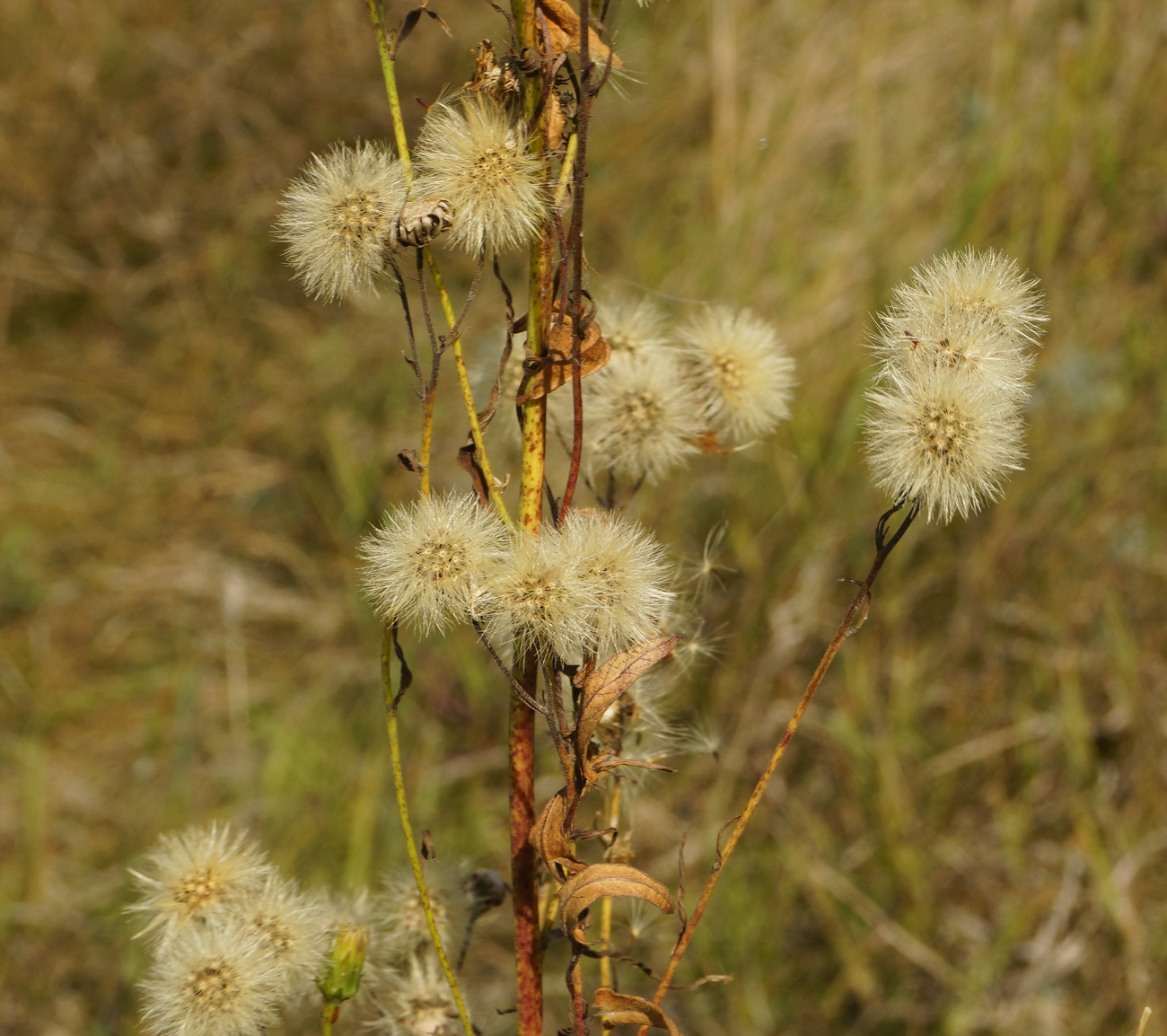 Изображение особи Hieracium umbellatum.