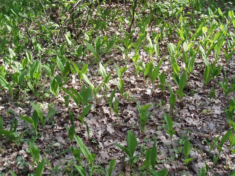 Image of Convallaria majalis specimen.