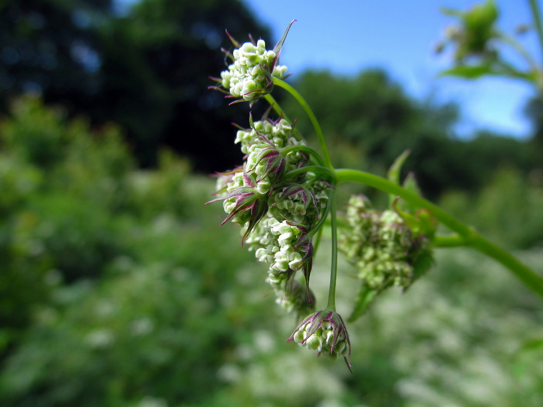 Image of Chaerophyllum aromaticum specimen.