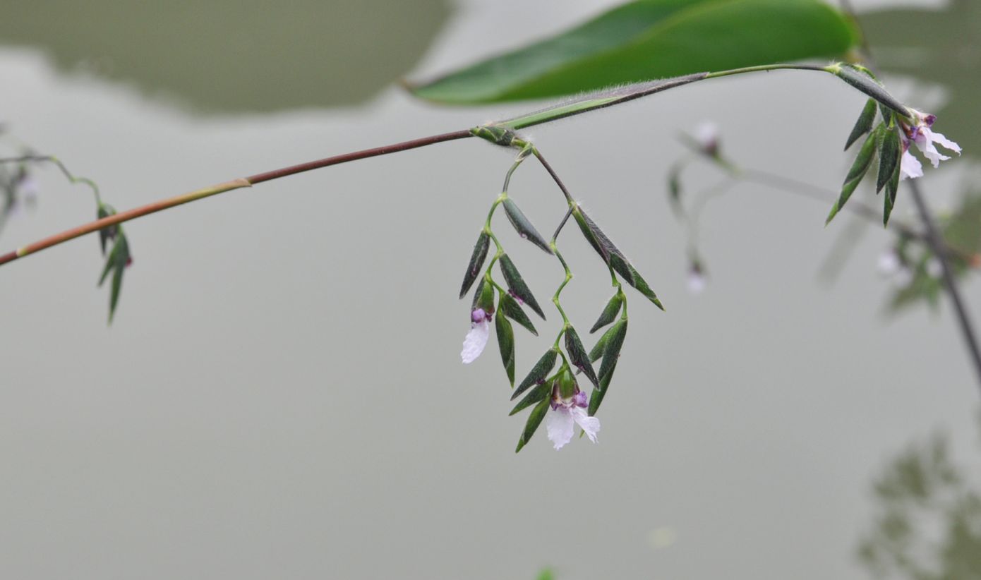 Image of Thalia geniculata specimen.