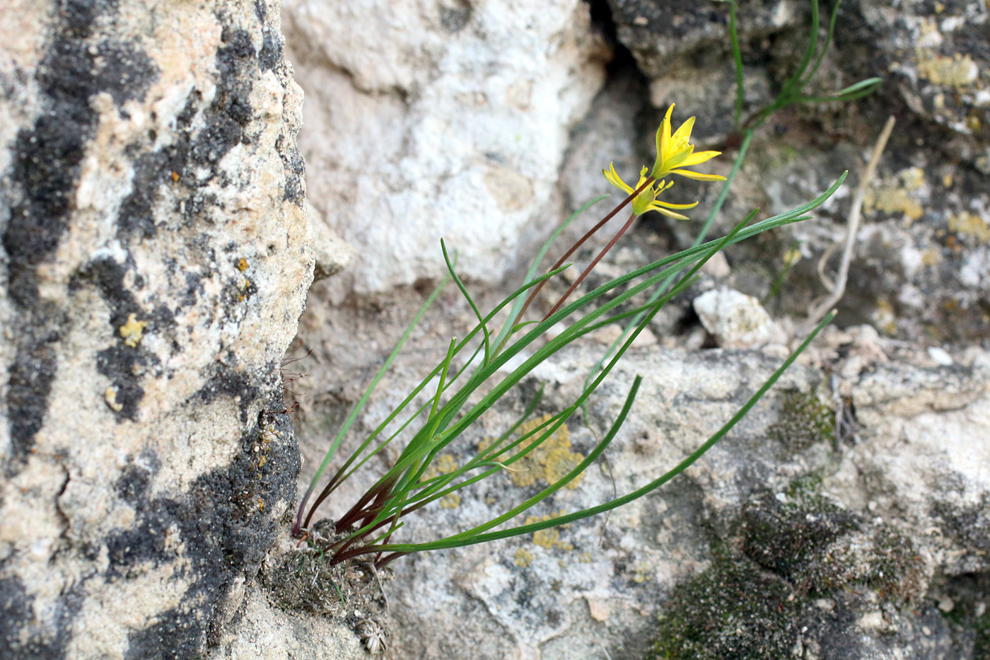 Image of Gagea calantha specimen.