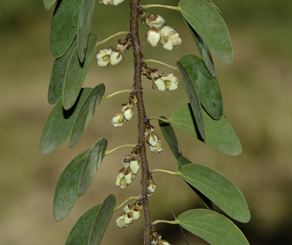 Изображение особи Lysiphyllum gilvum.