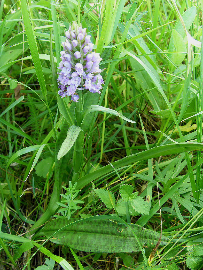 Изображение особи Dactylorhiza baltica.