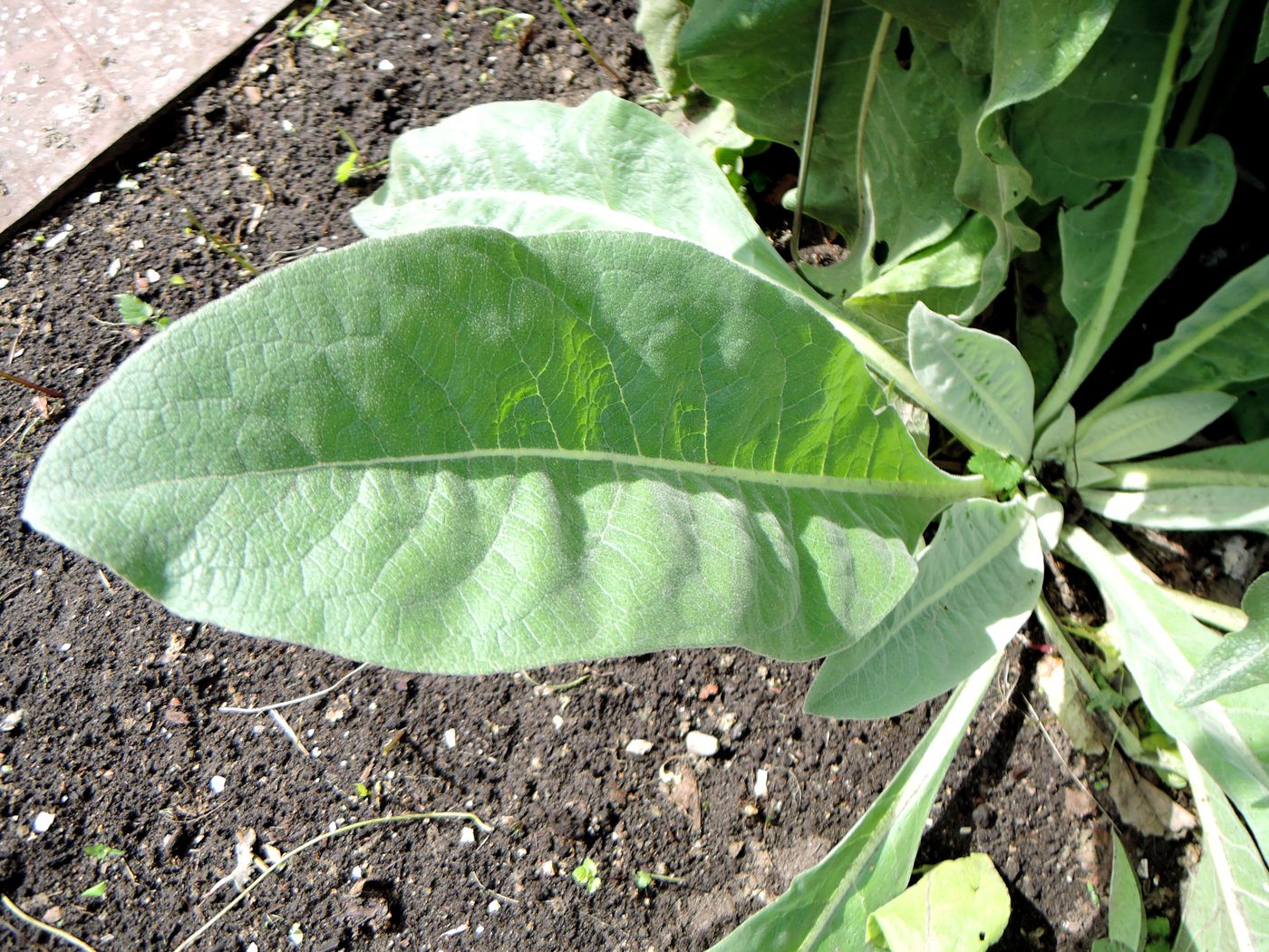 Image of Verbascum olympicum specimen.