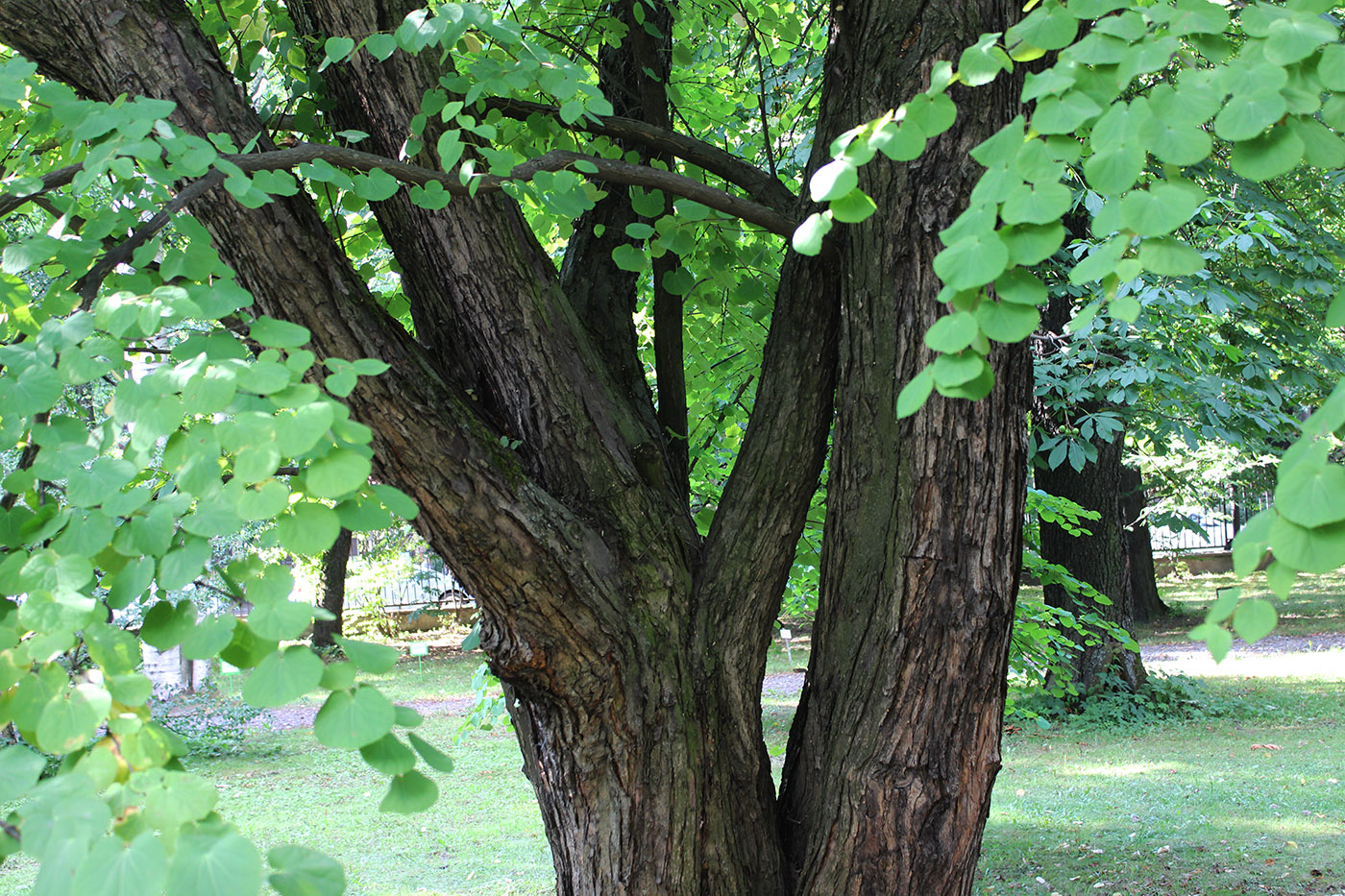 Изображение особи Cercidiphyllum japonicum.