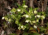 Helleborus caucasicus