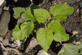 Paulownia tomentosa