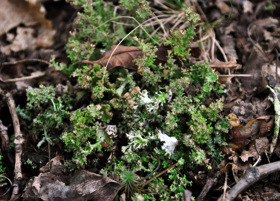 Image of genus Cladonia specimen.