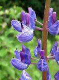 Lupinus polyphyllus