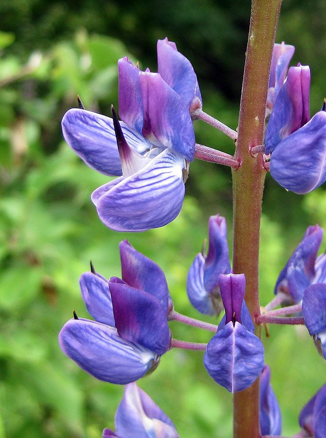 Изображение особи Lupinus polyphyllus.