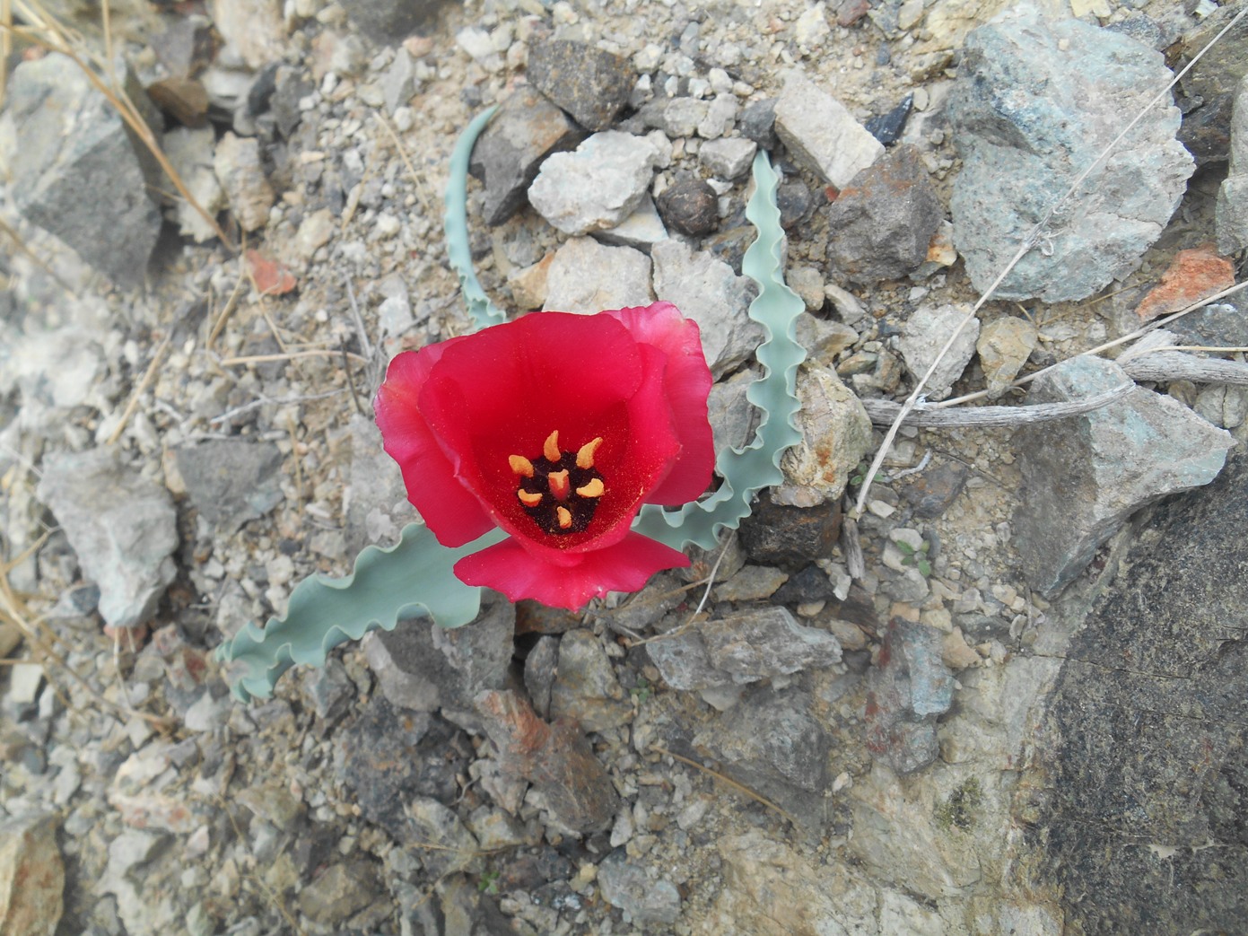 Image of Tulipa rosea specimen.