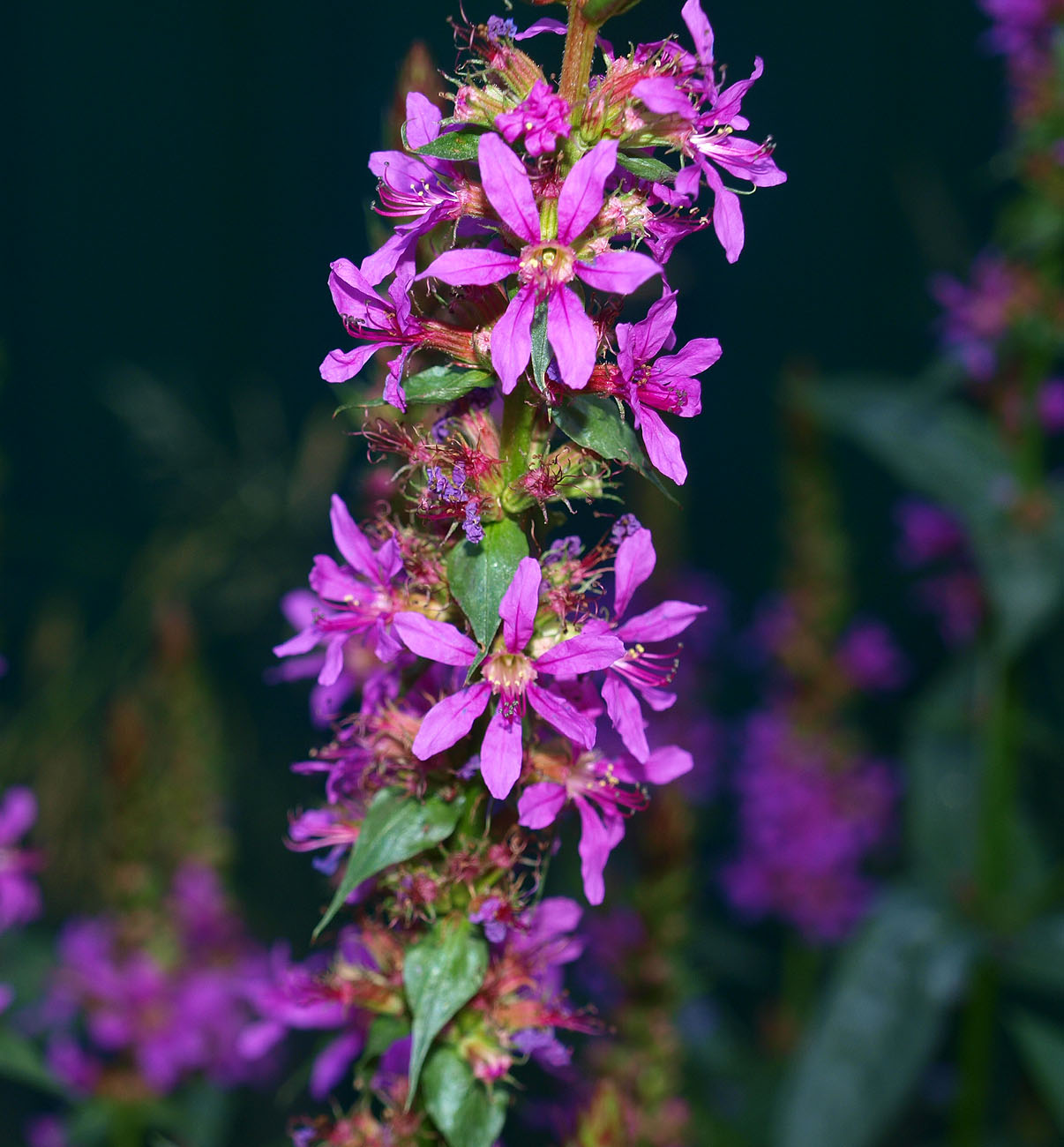 Image of Lythrum salicaria specimen.