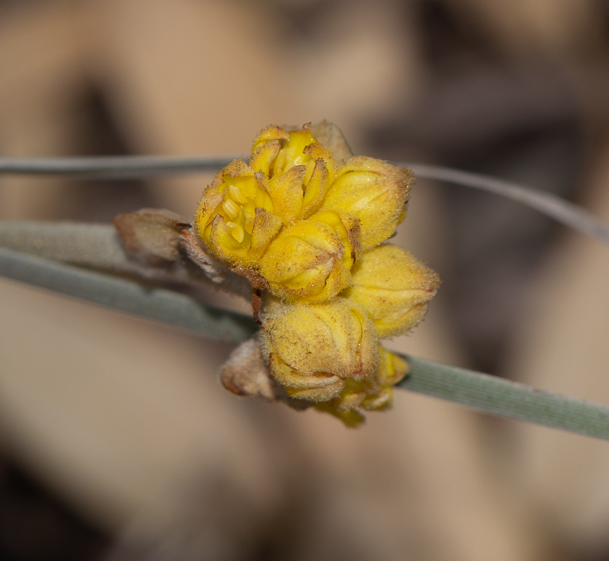 Изображение особи Conostylis candicans.