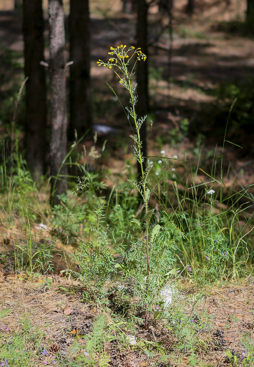 Image of Senecio jacobaea specimen.