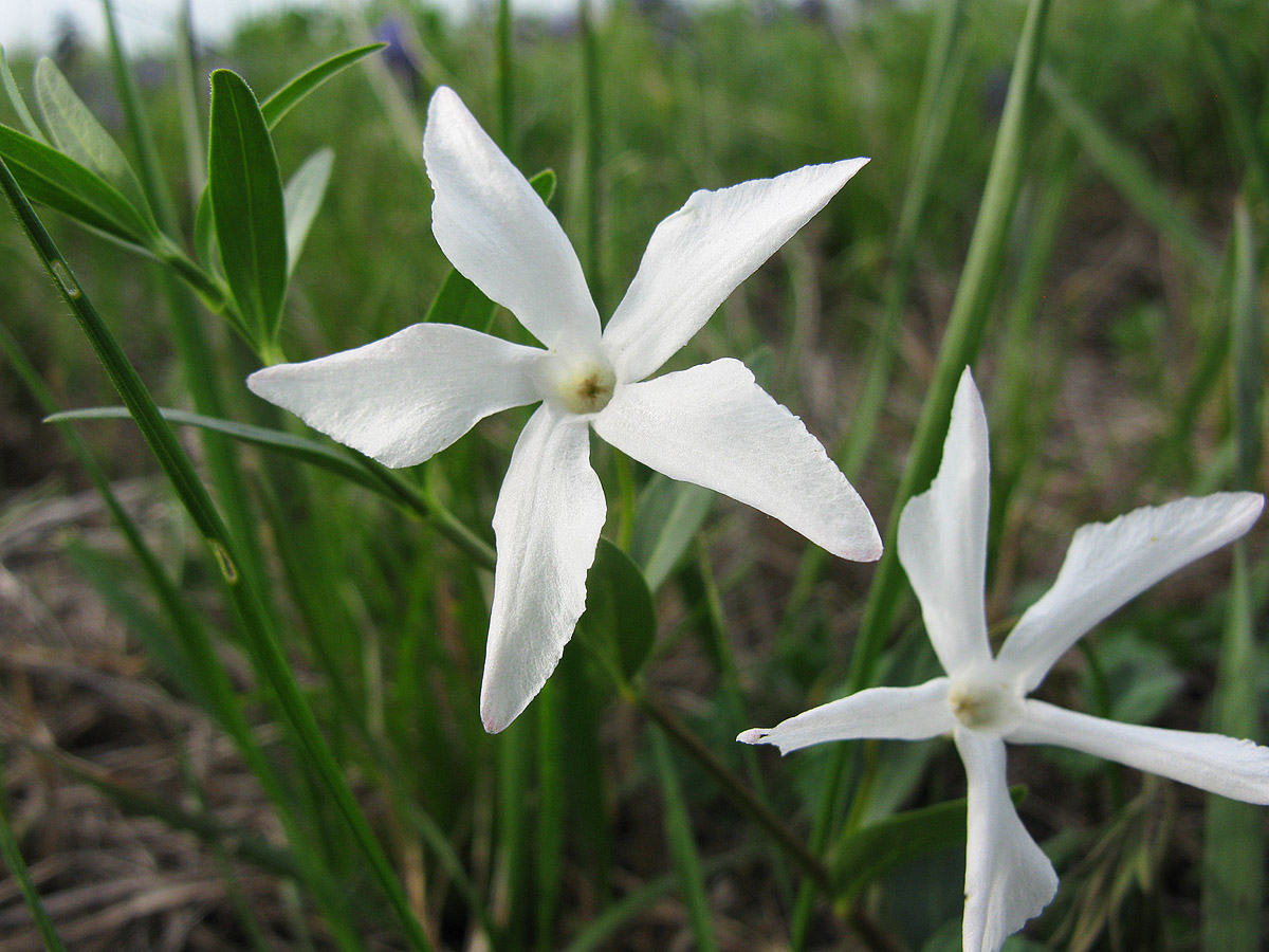 Image of Vinca herbacea specimen.