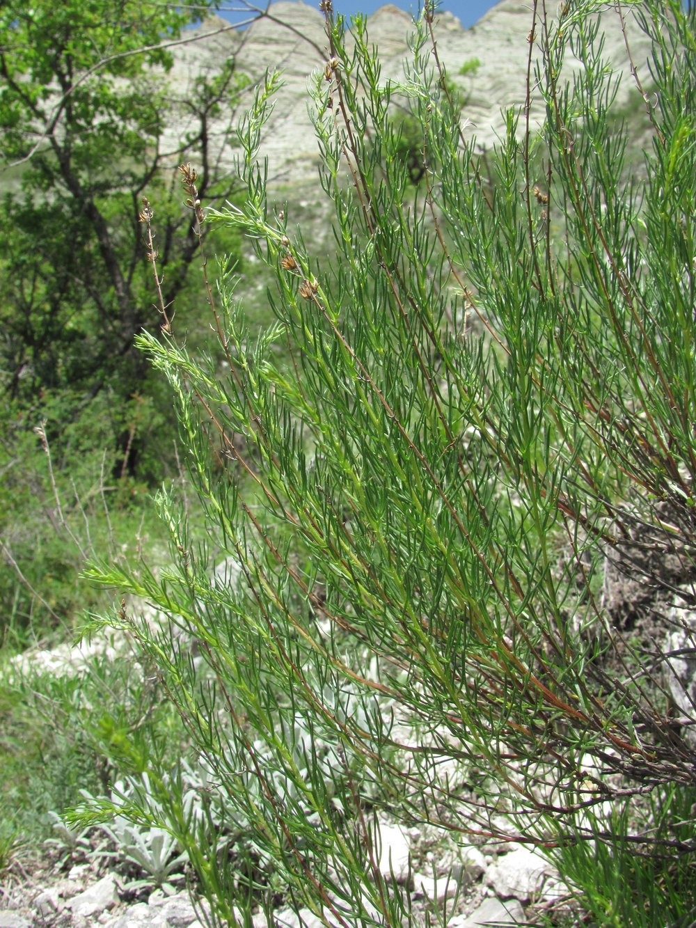 Image of Artemisia salsoloides specimen.