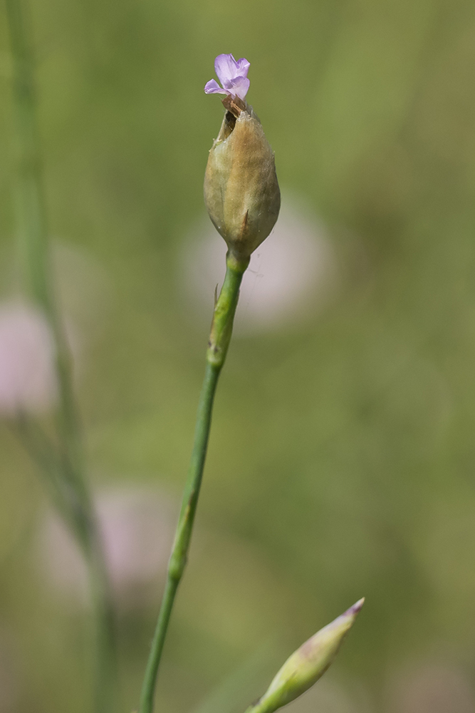 Image of Petrorhagia prolifera specimen.