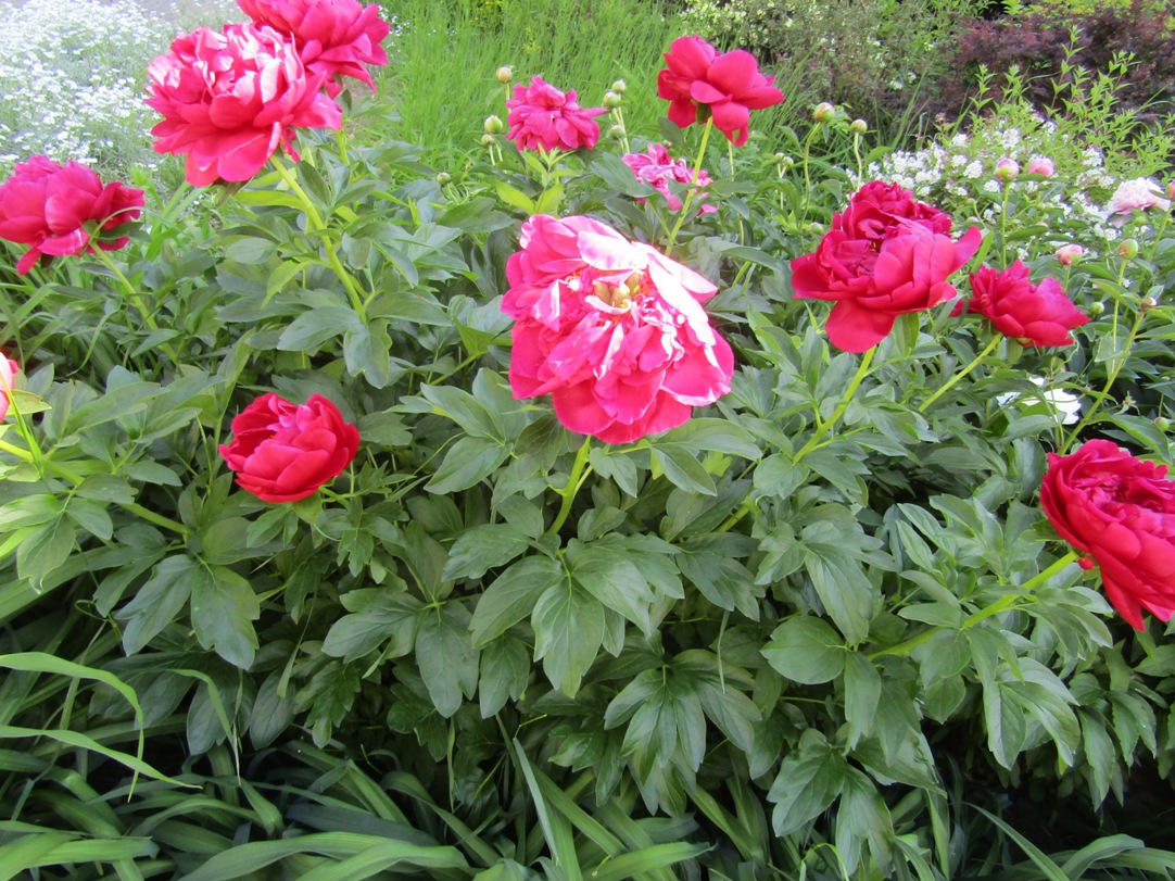 Изображение особи Paeonia suffruticosa.