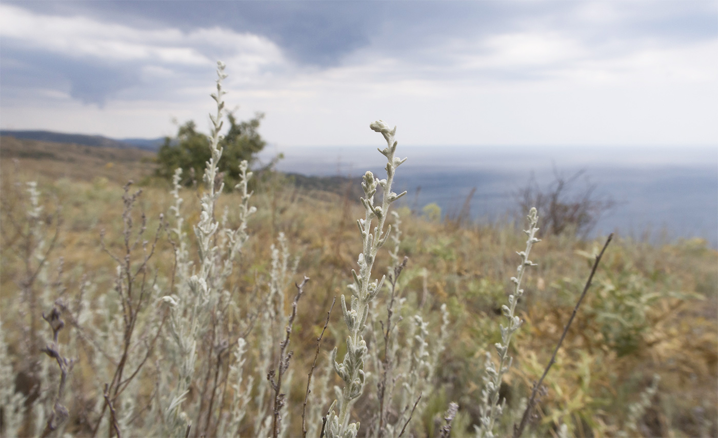 Image of Artemisia taurica specimen.