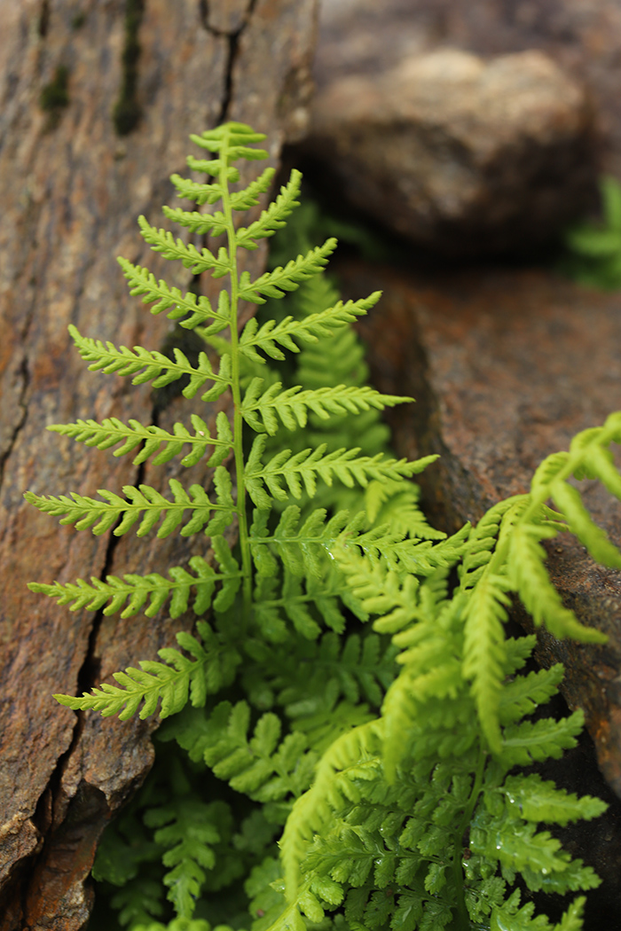 Image of Athyrium distentifolium specimen.