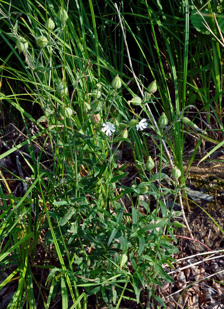 Image of Melandrium album specimen.