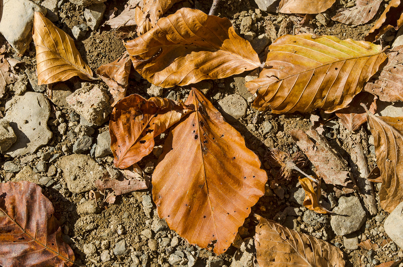 Image of Fagus orientalis specimen.