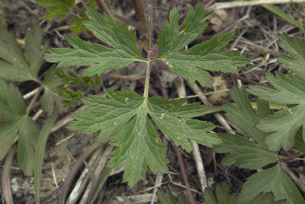 Изображение особи Pulsatilla tatewakii.